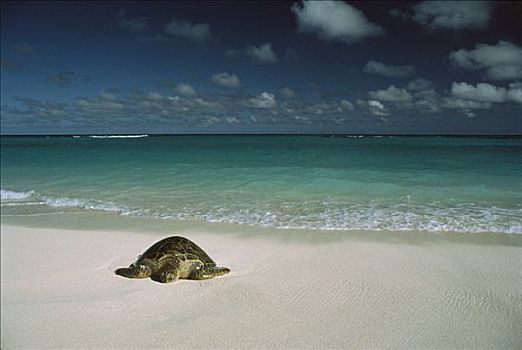 绿海龟,龟类,濒危物种,夏威夷