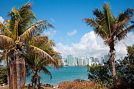 迈阿密,天际线,弗吉尼亚,钥匙,海岸线,棕榈树