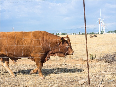 牛科动物,涡轮,乡野