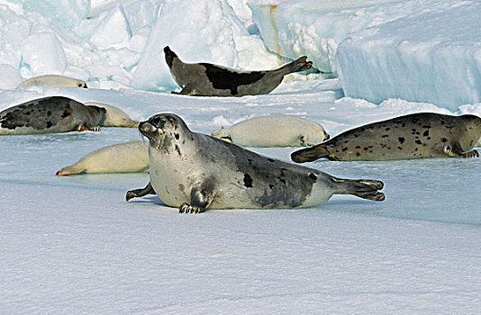 鞍纹海豹,琴海豹,群,站立,冰原,岛屿,加拿大