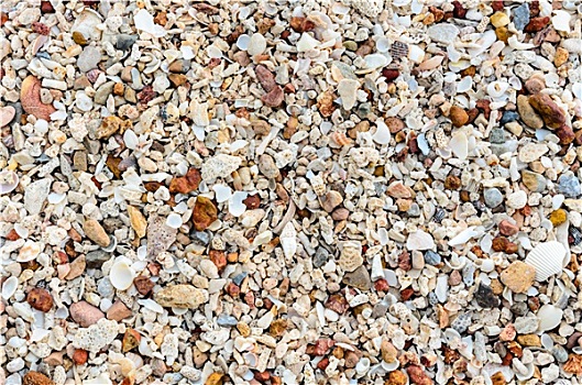 老,壳,石头,海滩