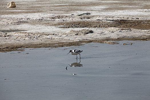 新疆巴里坤,巴里坤湖湿地成多种候鸟迁徙的天然,驿站