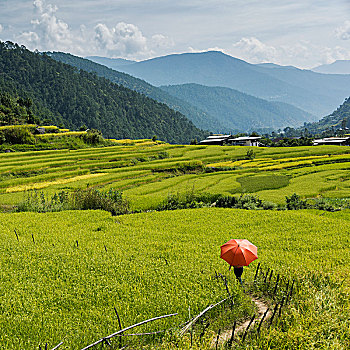 走,红色,伞,茂密,绿色,地点,廷布,不丹