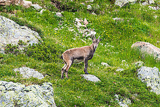 阿尔卑斯野山羊,雌性,草地,勃朗峰,法国,欧洲