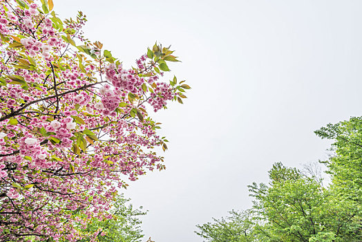 中国江苏南京雨花台盛开的樱花特写