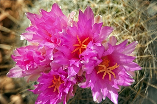 粉色,仙人掌,花,索诺拉沙漠,亚利桑那