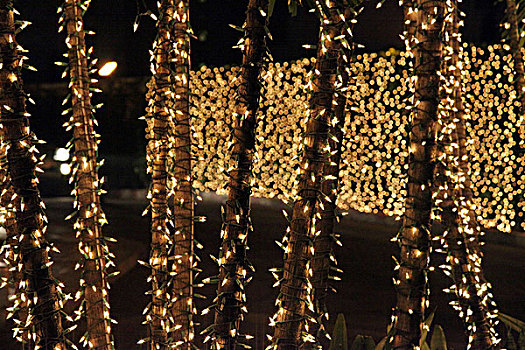 圣诞灯光,树篱