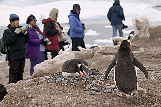 巴布亚企鹅,海岸线,港口,注视,摄影,鸟窝
