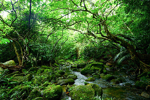 树林,岛屿,冲绳,日本