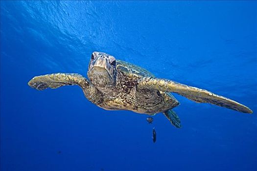 夏威夷,特写,绿海龟,龟类,游泳,向前