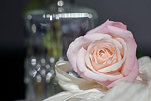 玫瑰,正面,玻璃花瓶