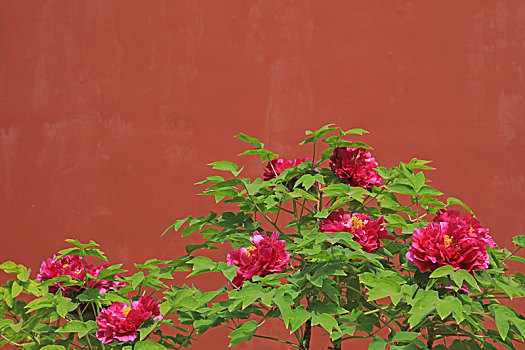 牡丹花红墙背景