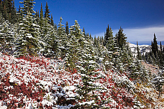 华盛顿,美国,亮光,雪,秋色,山,雷尼尔山,国家公园