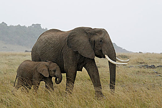 肯尼亚,马赛马拉,国家,野生动植物保护区,住宿,非洲象