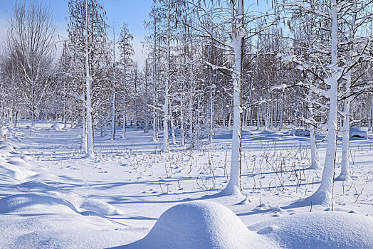 雪景