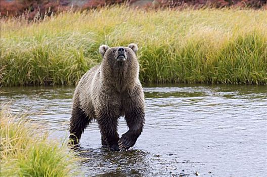 棕熊,嗅,空气,堪察加半岛,俄罗斯