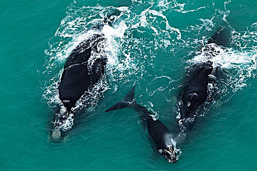南露脊鲸,一对,幼兽,靠近,南非