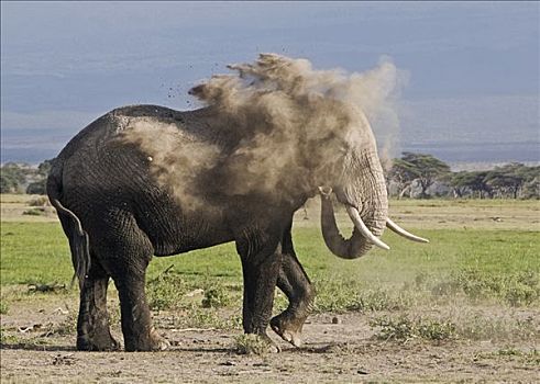 肯尼亚,安伯塞利国家公园,大象,非洲象,灰尘,边缘,沼泽,区域