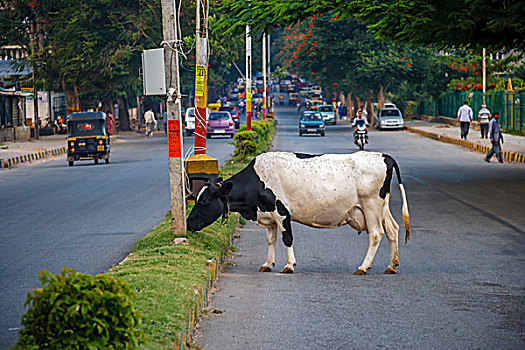 母牛,放牧,街上,班加罗尔,印度