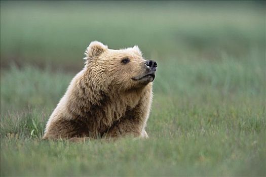 大灰熊,棕熊,女性,青草,卡特麦国家公园,阿拉斯加