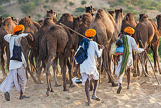 后视图,三个男人,穿,传统服装,牧群,骆驼,沙子