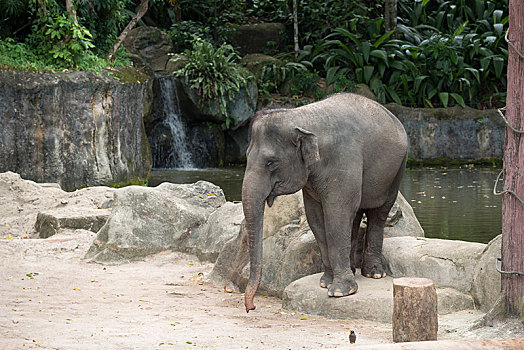幼兽,亚洲象,新加坡动物园