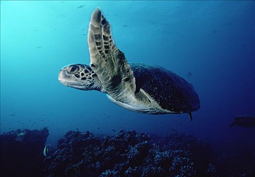 绿海龟,龟类,游泳,加拉帕戈斯群岛,厄瓜多尔