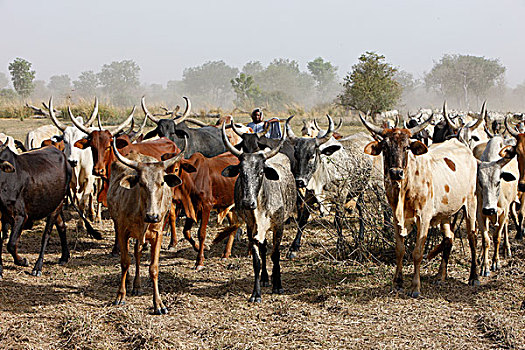 瘤牛,牛,牧群,湖,北方,喀麦隆,非洲