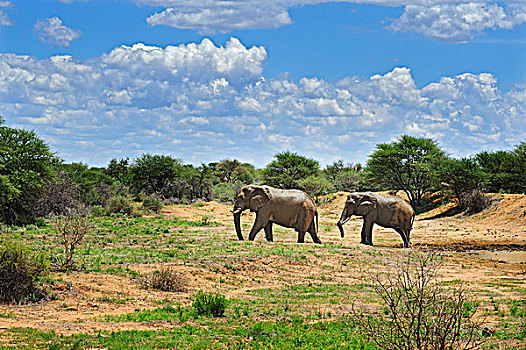 非洲象,大草原,禁猎区,纳米比亚,非洲