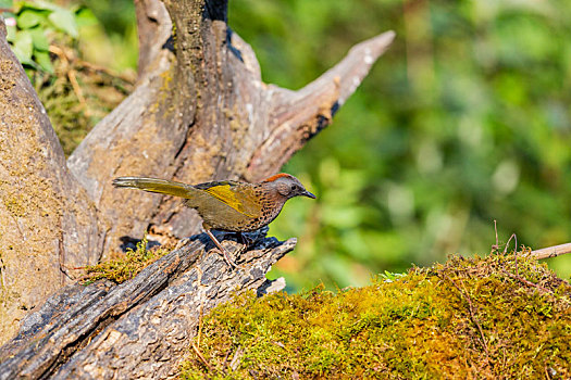 生活在中国西南密林低地的红头噪鹛鸟