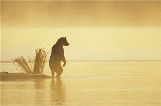 大灰熊,棕熊,早晨,薄雾,卡特麦国家公园,阿拉斯加