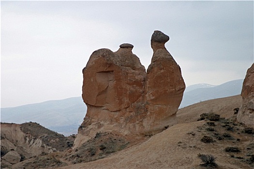 骆驼,石头,山谷,卡帕多西亚,土耳其