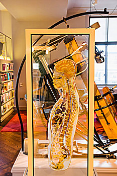 英格兰,伦敦,收集,读,房间,展示,侧面,身体,切片,人体组织,玻璃,2000年