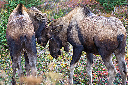 两个,幼兽,驼鹿,打斗,楚加奇州立公园,阿拉斯加,秋天