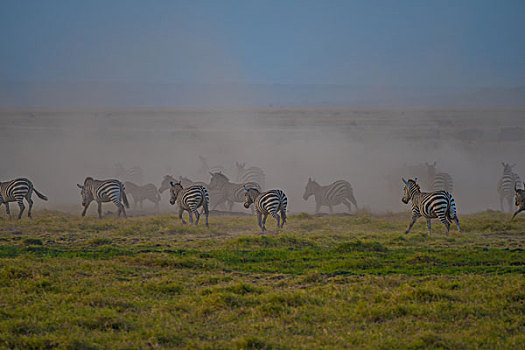 肯尼亚山国家公园斑马群
