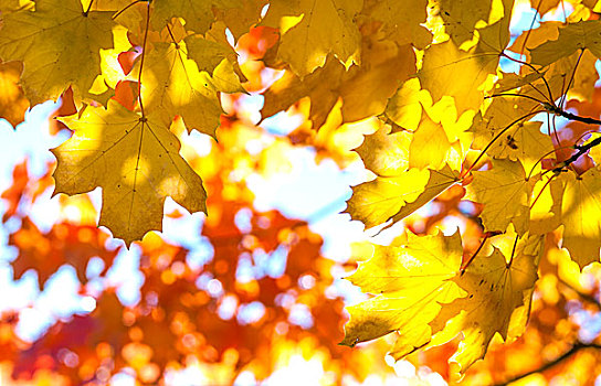 挪威槭,挪威枫,彩色,叶子,秋天,下萨克森,德国,欧洲
