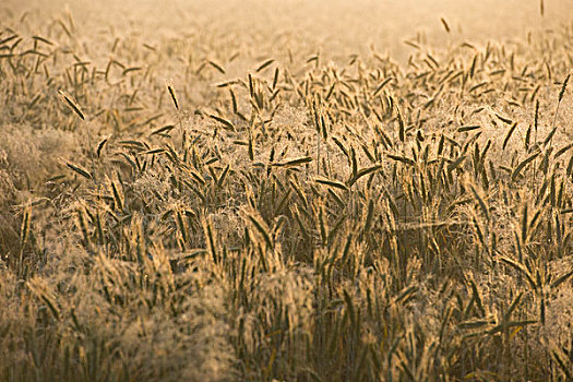 大麦,大麦芽,穗,早晨,露珠,图林根州,德国,欧洲