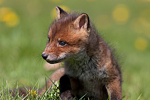 红狐,狐属,幼兽,站立,草,诺曼底