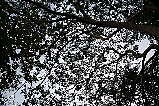 仰视,枝条,树,琅勃拉邦,老挝