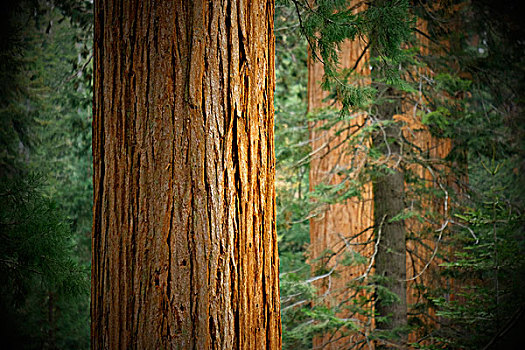 特写,美洲杉,树干,树林,北加州,美国