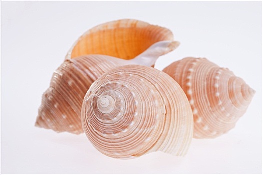 海螺壳,隔绝,白色背景,背景,特写