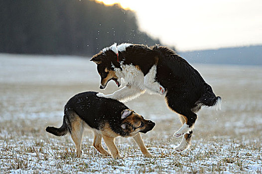 澳洲牧羊犬,德国牧羊犬,玩,牧场,雪中