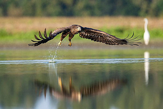 白尾鹰,白尾海雕,飞跃,水,猎捕,国家公园,匈牙利,欧洲