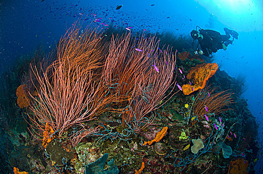 红色,鞭子,珊瑚,潜水,鱼,巴布亚新几内亚