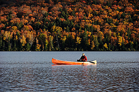 划船,独木舟,湖,正面,秋色,树,阿尔冈金省立公园,安大略省,加拿大