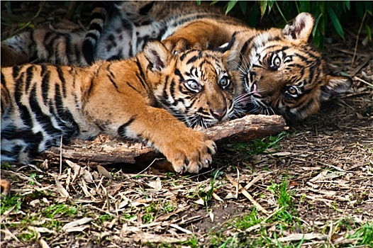 两个,可爱,苏门答腊虎,幼兽,玩