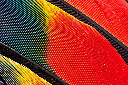 翼,羽毛,设计,亚马逊河,鹦鹉