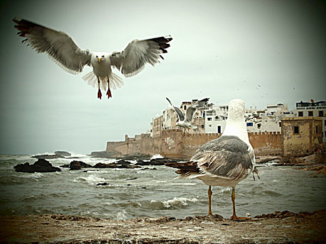 海鸥,港口,远眺,麦地那,苏维拉,摩洛哥