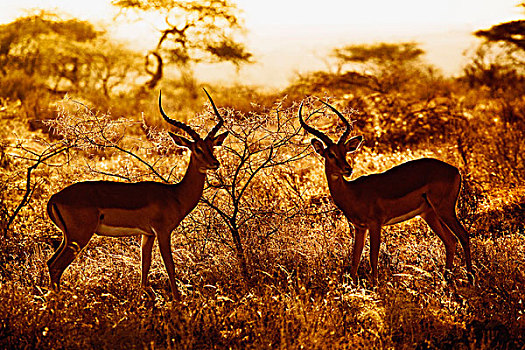 一对,黑斑羚,剪影,日落,桑布鲁野生动物保护区,肯尼亚