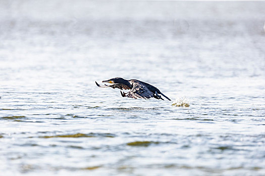 栖息于水边通过潜水捕食鱼虾的鲈鹚鸟